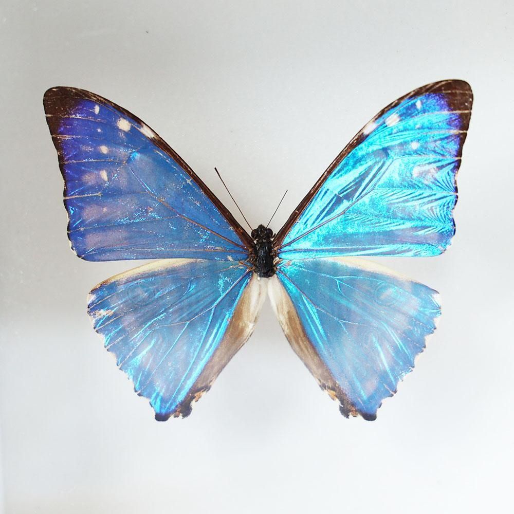 蝶標本「ゼフィリティモルフォ」 - 海福雑貨通販部