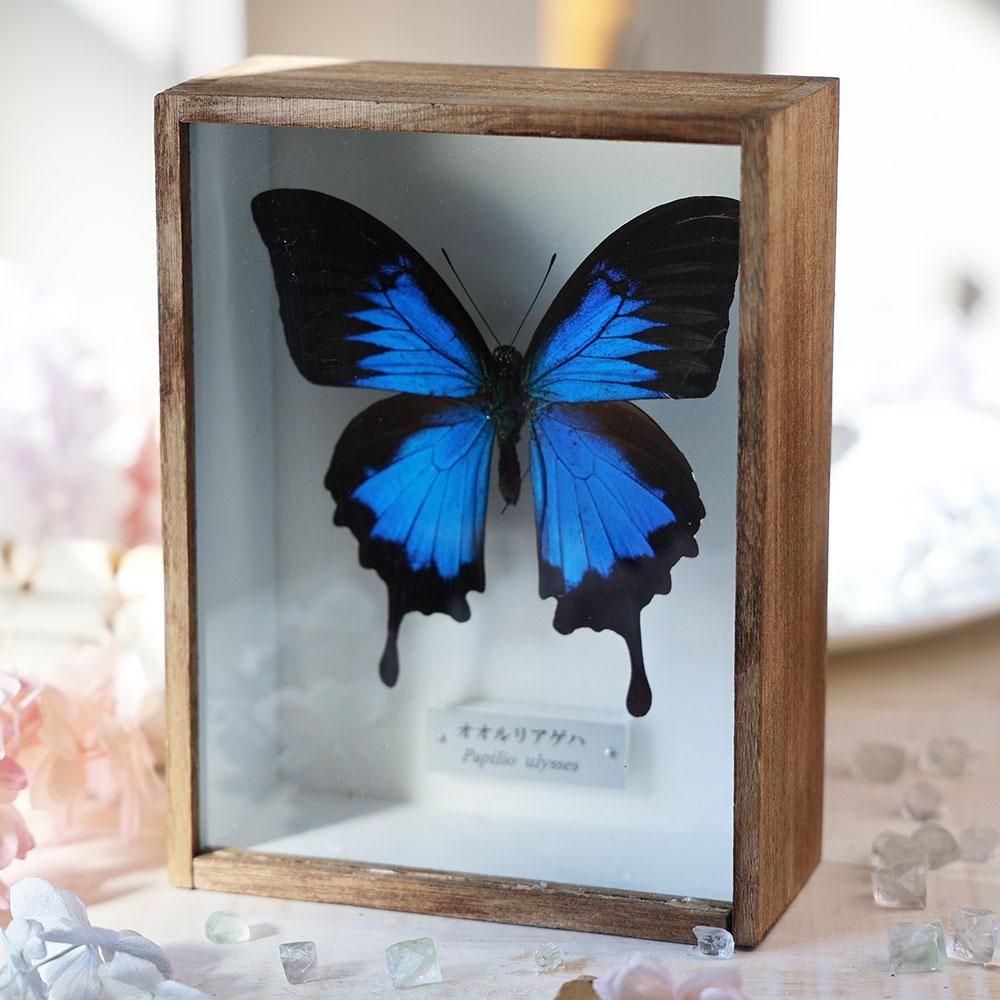 蝶標本「オオルリアゲハ」 - 海福雑貨通販部