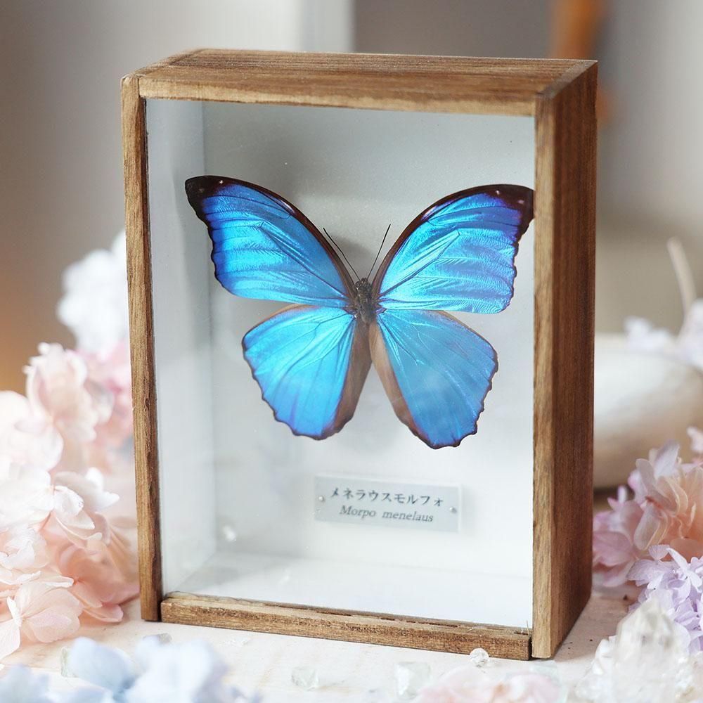 蝶標本 - 海福雑貨通販部