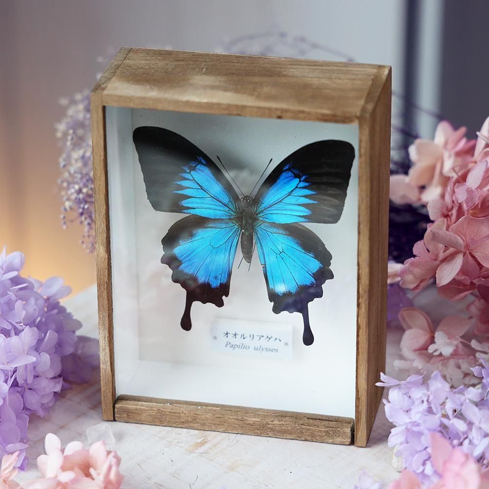 蝶標本「オオルリアゲハ」 - 海福雑貨通販部