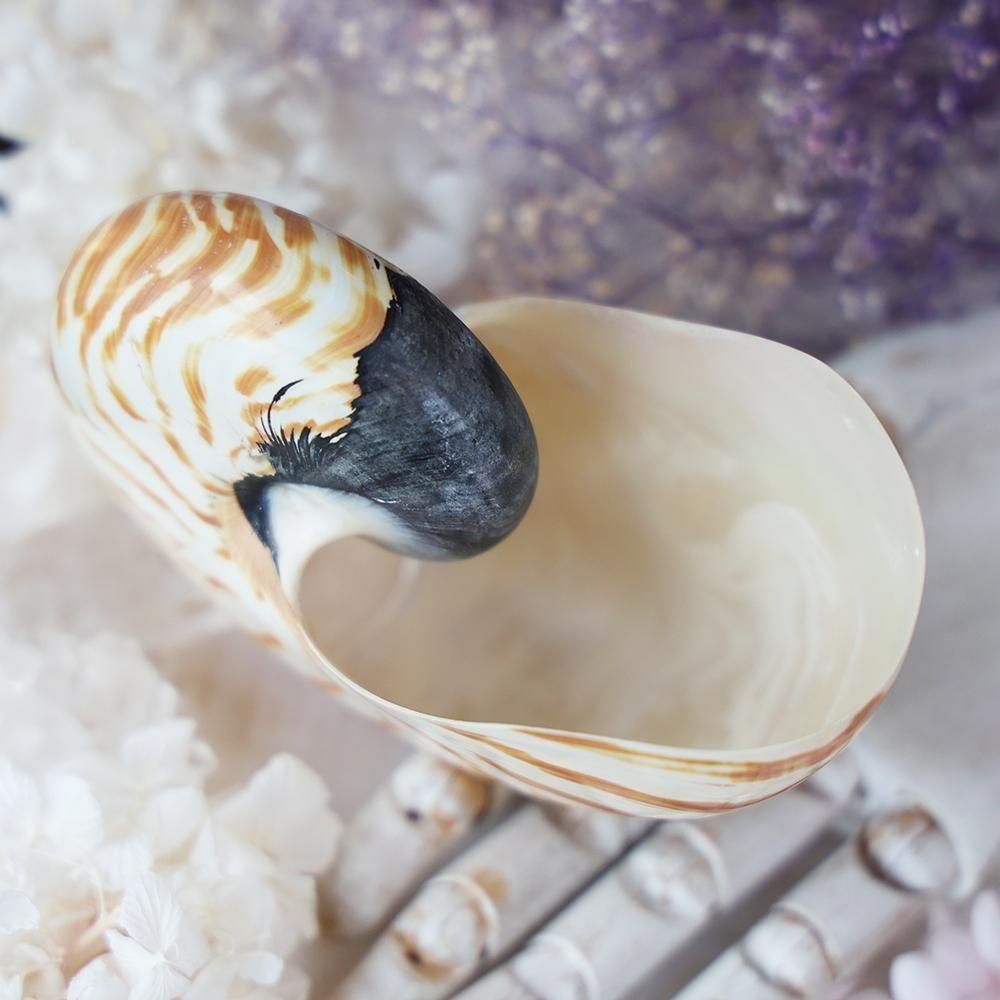 オウムガイの殻 - 海福雑貨通販部