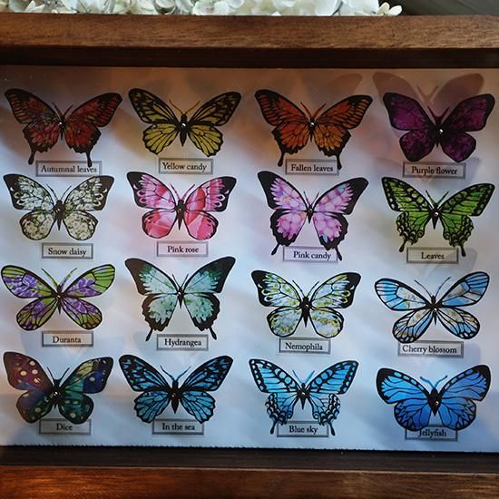 蝶標本箱オブジェ（大） - 海福雑貨通販部