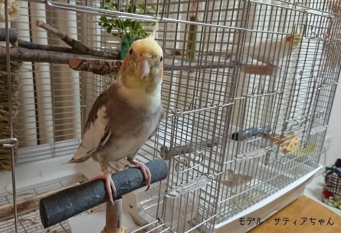 ことりまにあ◇国産ヒノキと備長炭のT字型止まり木☆ケージの出入り口