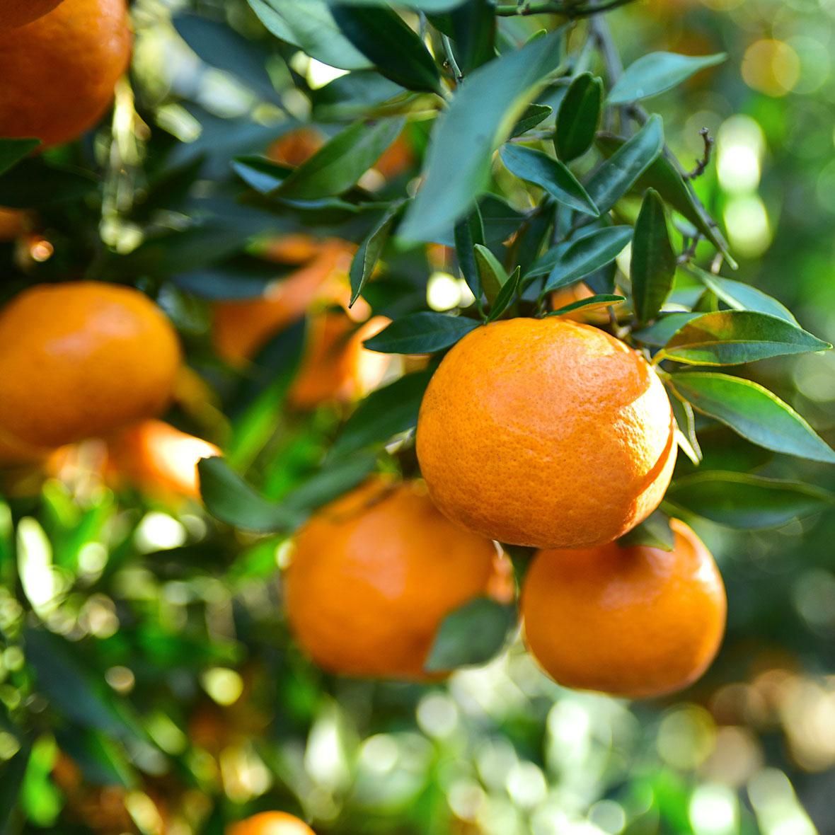 マンダリンコールドプレストアロマ精油（天然エッセンシャルオイル）