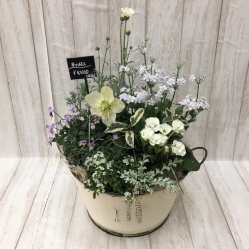 寄せ植え 寄せかご | 三次花壇 十日市店のニュース | まいぷれ[三次市]