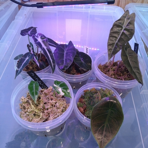 アロカシアの子芋達が順調です！ | MONSTER_A.ROIDのニュース