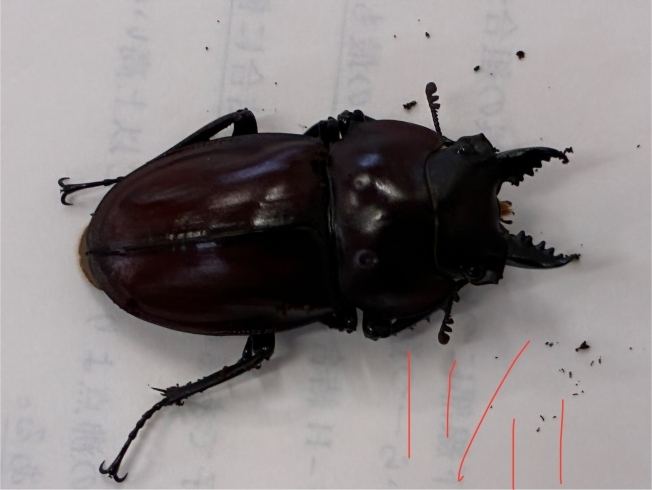 ヤエヤママルバネクワガタ♂のみ販売！ 【別府 塾 個別指導 クワガタ