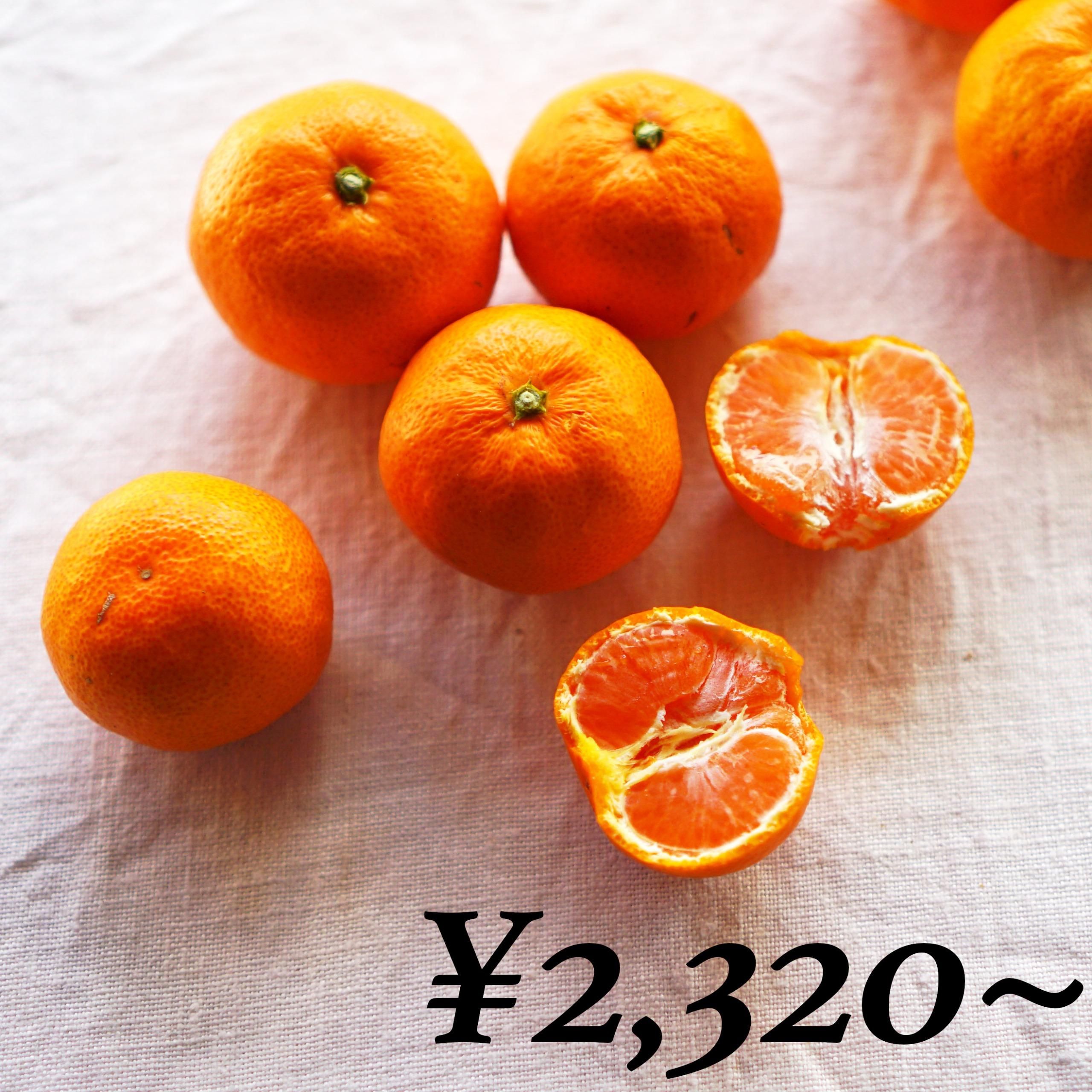 樹上完熟の宮川早生みかん