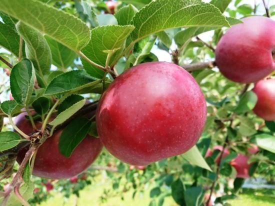 数量限定】 旭(あさひりんご)4.5kg 2025年産 - マルゼン佐藤果樹園