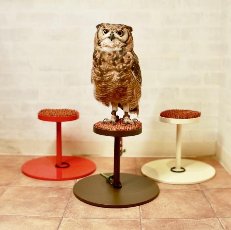 オリジナルファルコンブロック 【Mサイズ】 - 鳥のいるカフェ ONLINE SHOP