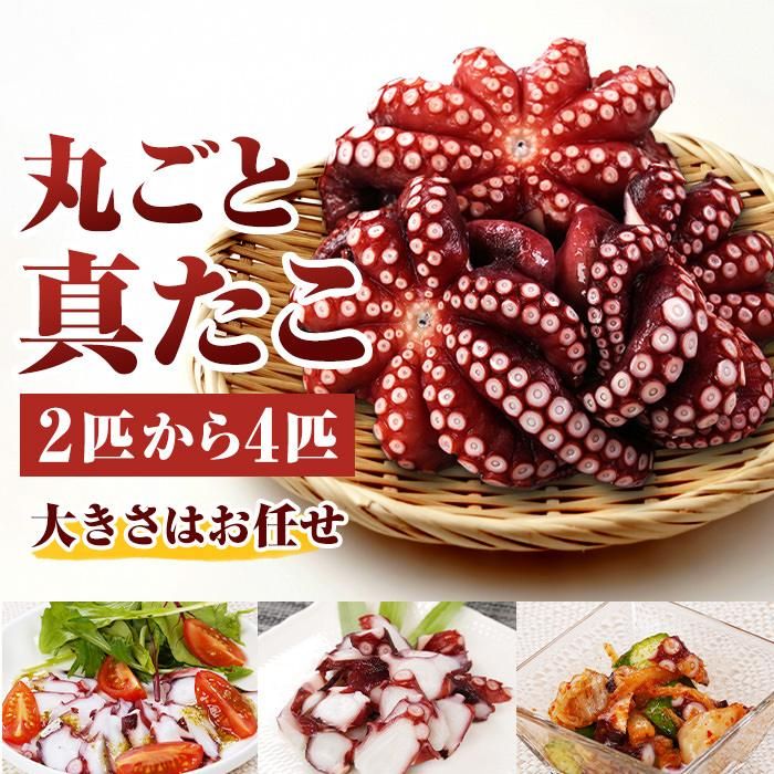 岩手県北三陸産 丸ごと真たこ1kg (2匹〜4匹) - うまさ直送！マルコシ商店