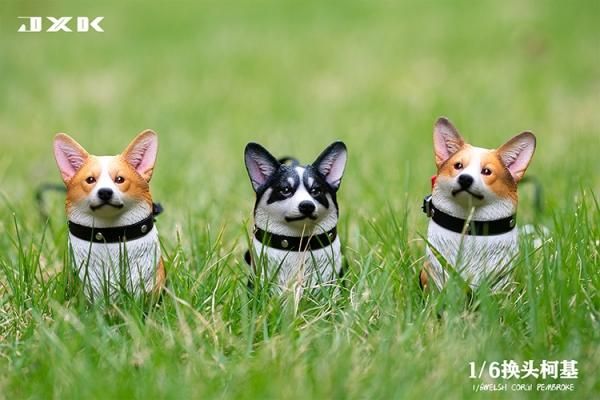 送料無料 1/6 JXK studio JXK093 頭替え ウェルシュ・コーギー犬 - 1/6