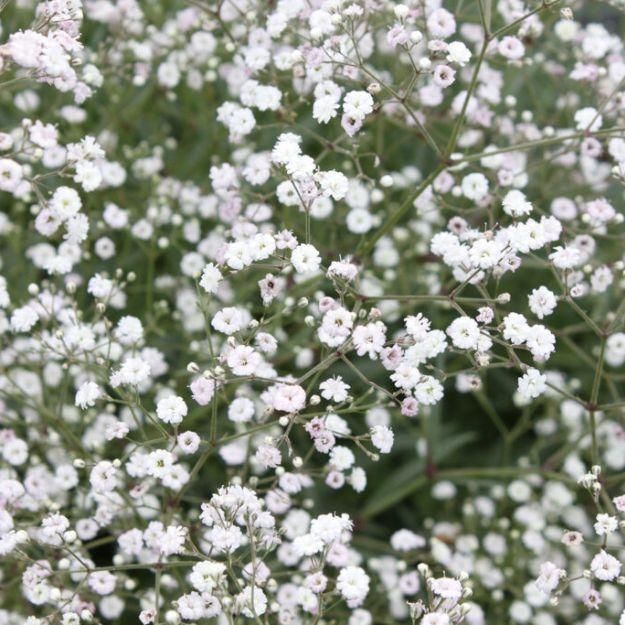 2025NEW]【小さなスペースでも育てられる】宿根かすみ草：サマー