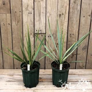 ユッカの苗の商品一覧をみる