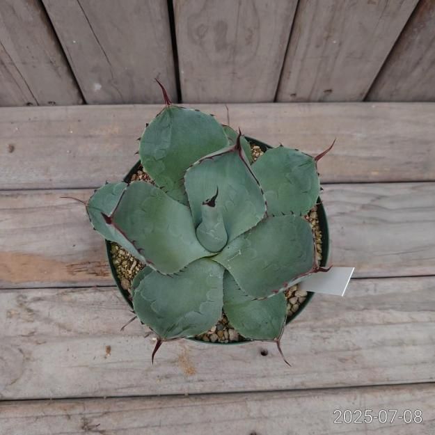 現品販売ID:APT-002】アガベ パリートランカータ15cmスリット鉢