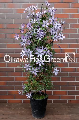 クレマチス専門ナーセリー 及川フラグリーン 流星