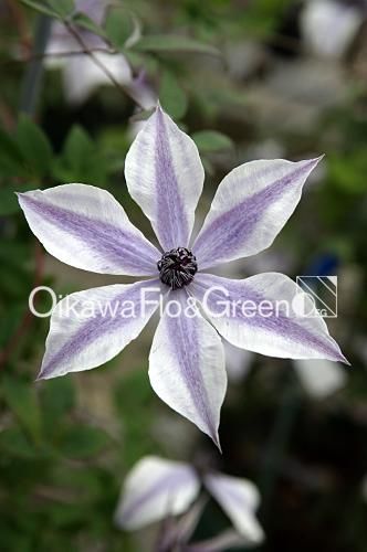 クレマチス専門ナーセリー 及川フラグリーン 風の方位