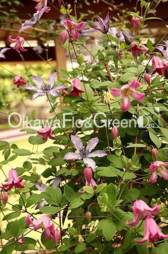 クレマチス専門ナーセリー 及川フラグリーン 流星