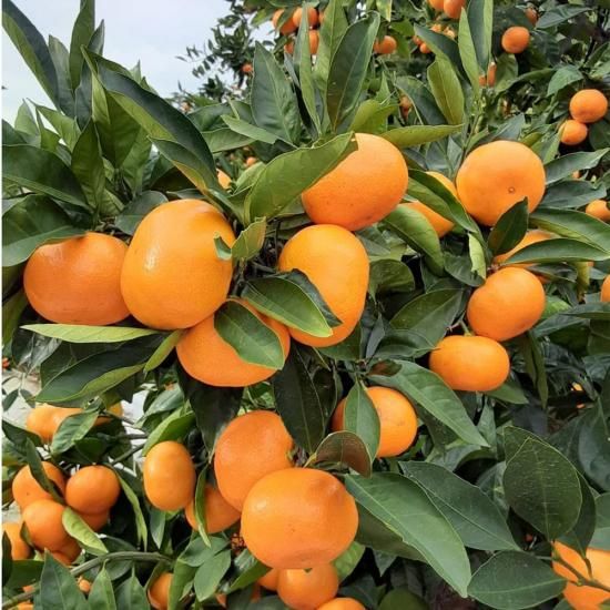 Benifare】土佐乃かなや みかんジュース Redなみかん 3本入 - 土佐香南