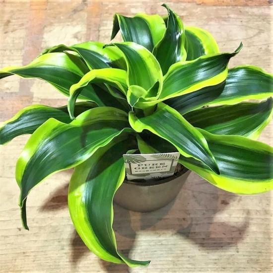 ドラセナ・トルネード斑入り4号鉢 - ラクハナ｜お花の専門家セレクト