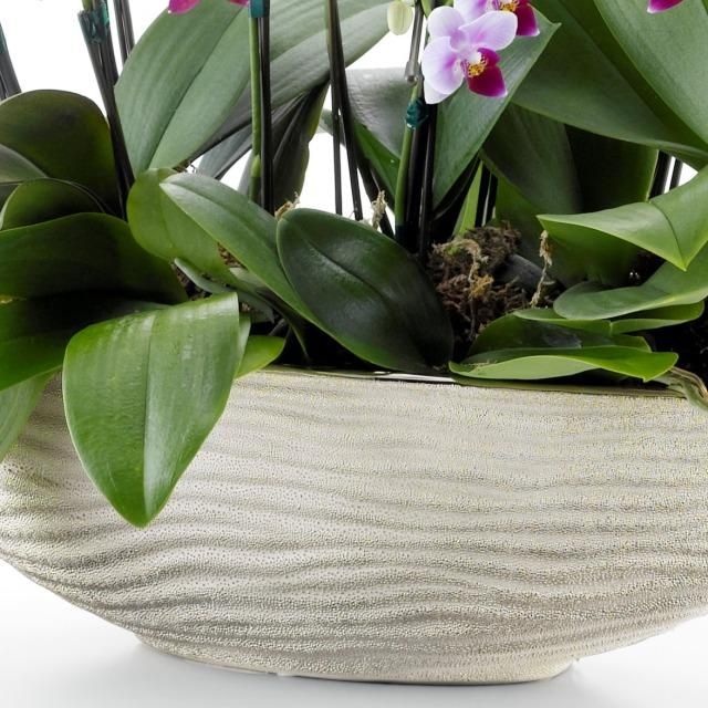 ミニ胡蝶蘭 寄せ植え 10本立ち(ゴールド舟形鉢)サムライフラワー