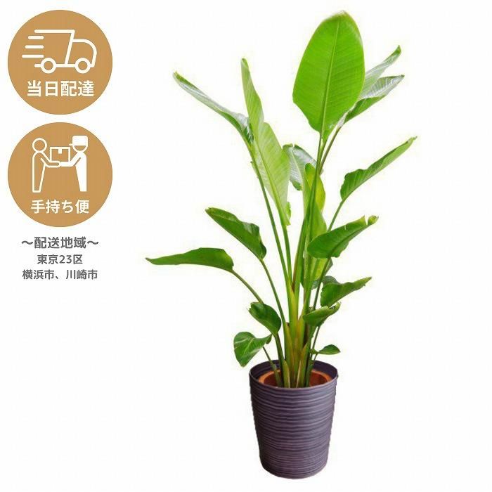当日配達・手持ち便 観葉植物 ストレリチア・オーガスタ10号 ダーク