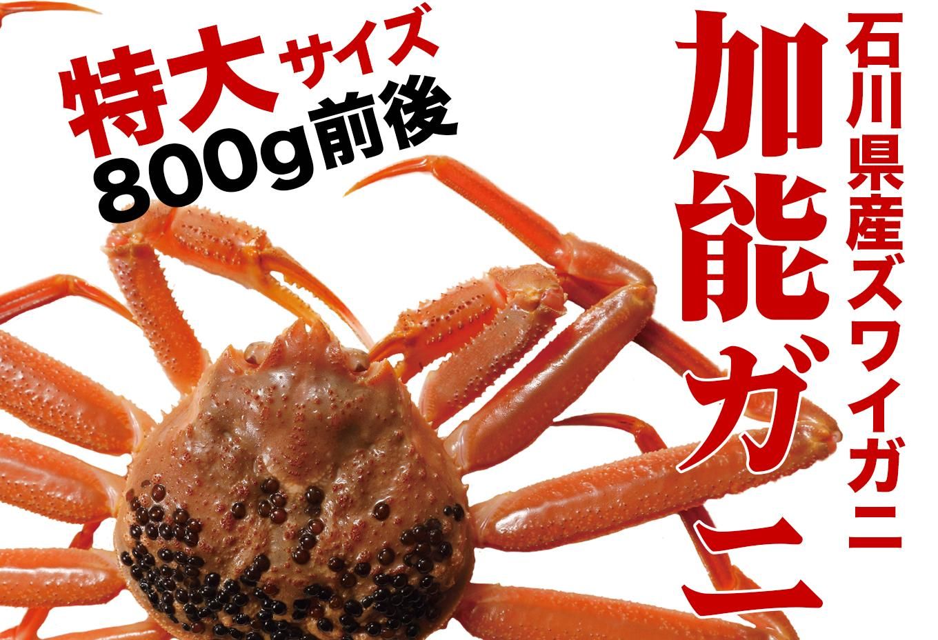 冬季限定(11月9日〜3月20日)】特大サイズ800g前後 茹で加能ガニ(ずわい