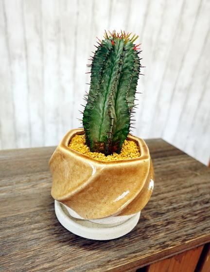 ユーフォルビア・ホリダ | イリーポットS - 観葉植物・多肉植物の販売