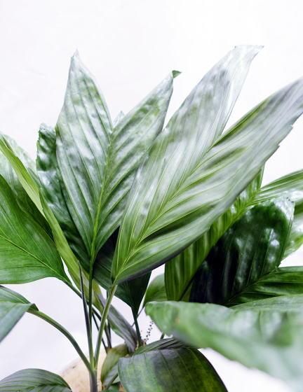 チャメドレア・テネラヤシ | ホワイトポット - 観葉植物・多肉植物の