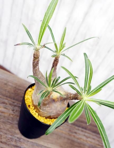パキポディウム グラキリス | 塊根植物 - 観葉植物・多肉植物の販売