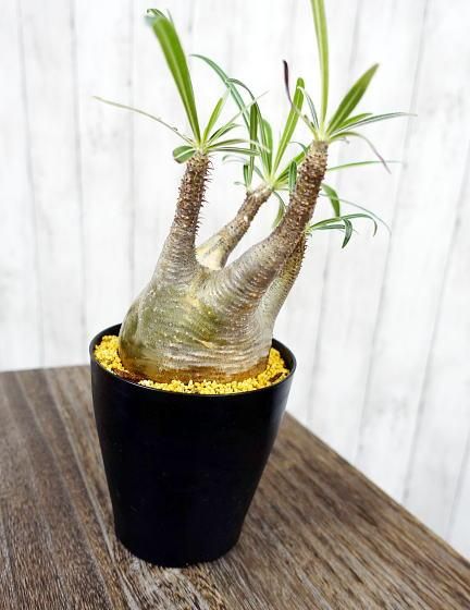 パキポディウム グラキリス | 塊根植物 - 観葉植物・多肉植物の販売