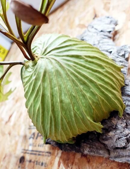 ビカクシダ リドレイ | 大 サイズ - 観葉植物・多肉植物の販売、通販