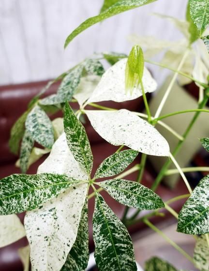 パキラ・ミルキーウェイ（斑入りパキラ）発財樹 M | 美しい観葉植物