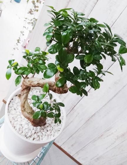 ガジュマル | 天使が宿る木 - 観葉植物・多肉植物の販売、通販│cocoha