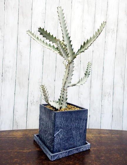 ユーフォルビア・ラクテア ホワイトゴースト | インテリアグリーン