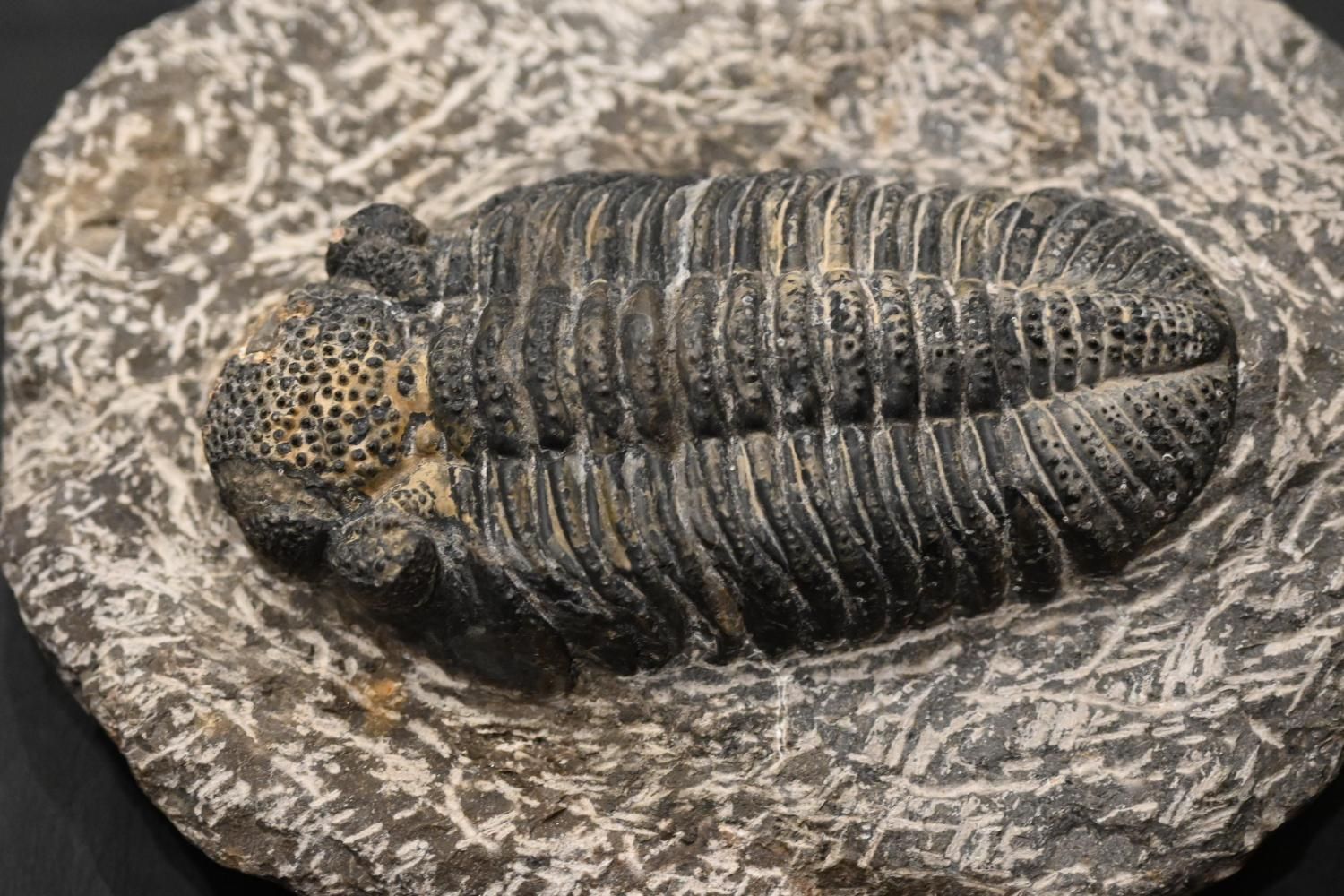 ドロトプス・メガロマニクス