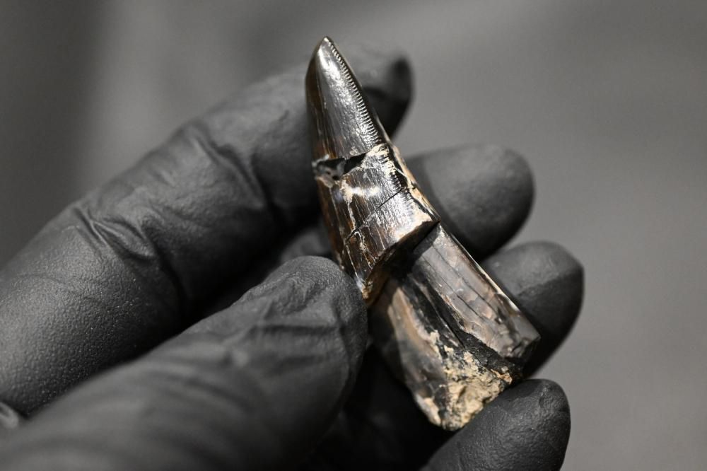 ティラノサウルスの歯（Tyrannosaurus Rex)