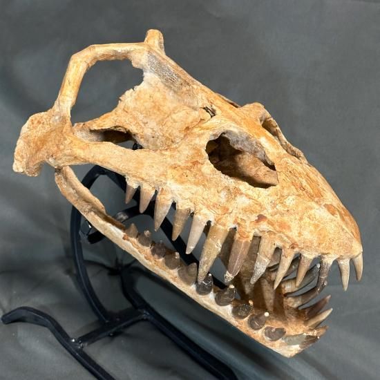 即納☆発掘証明書☆プレシオサウルス スカル 化石☆海生爬虫類 頭骨