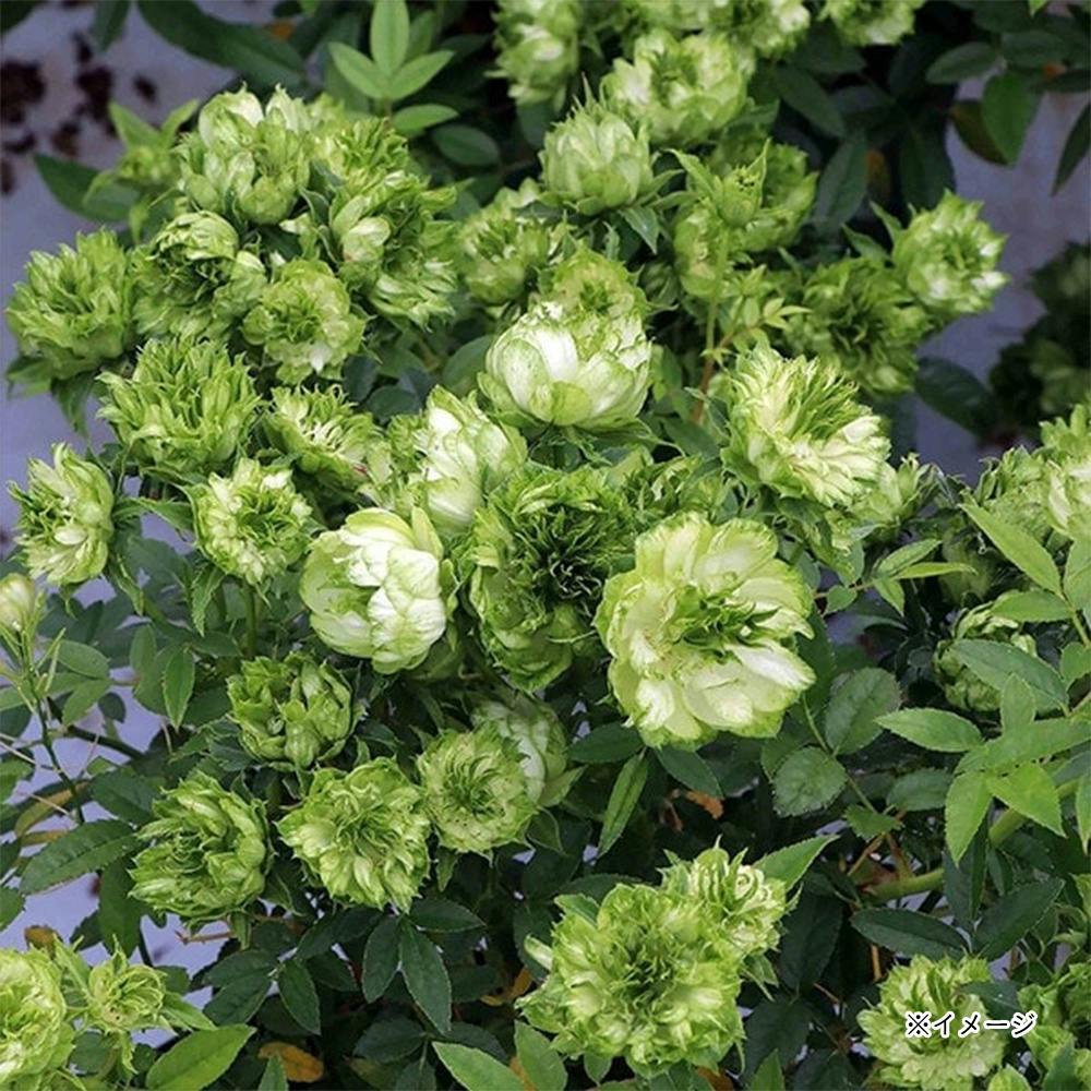 2025年バラ苗予約販売】オリエンタルエクレール | 花＆グリーン 通販