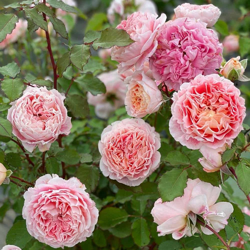 2025年バラ苗予約販売】ジェフ・アーティスト | 花＆グリーン 通販