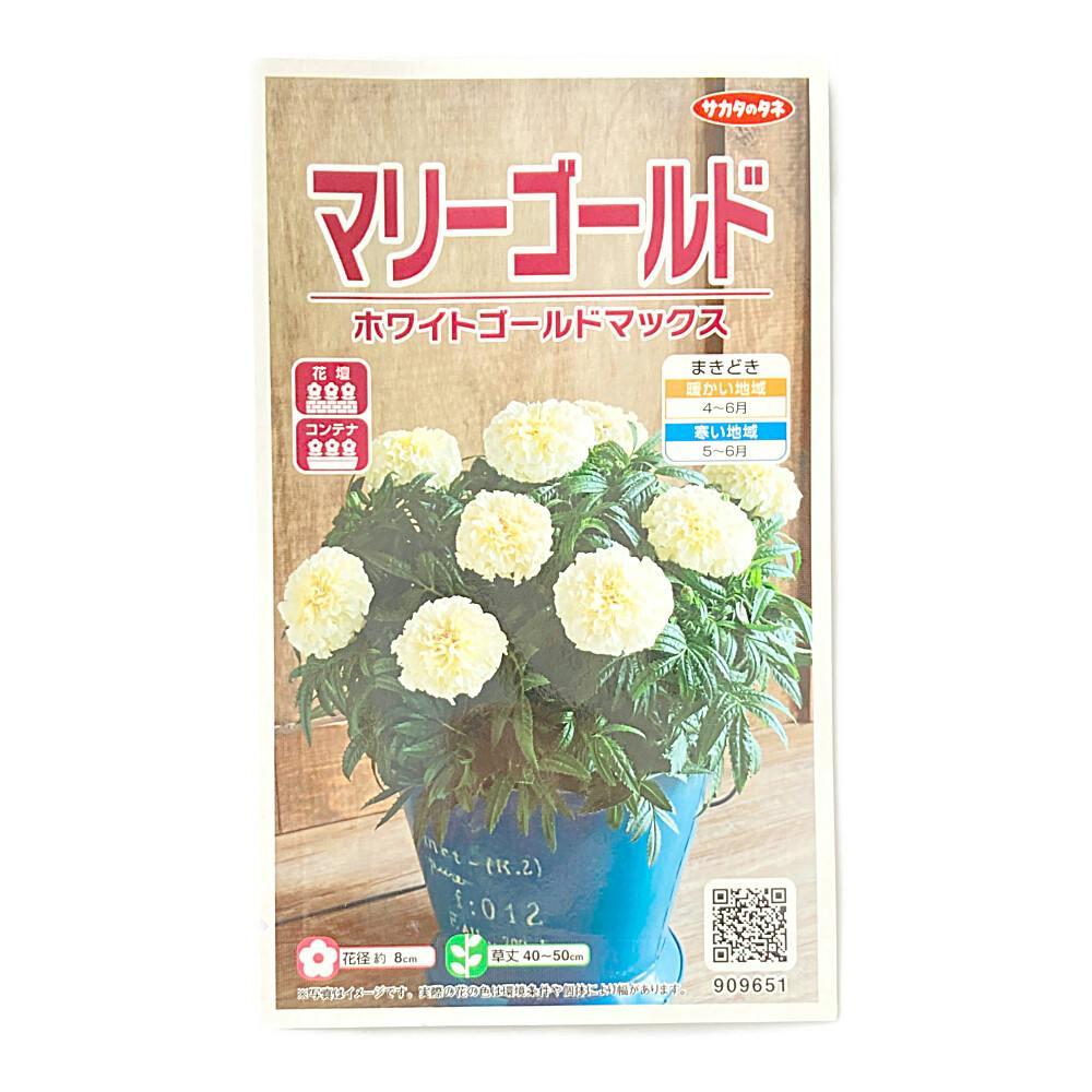 マリーゴールド ホワイトゴールド マックス | 花＆グリーン 通販