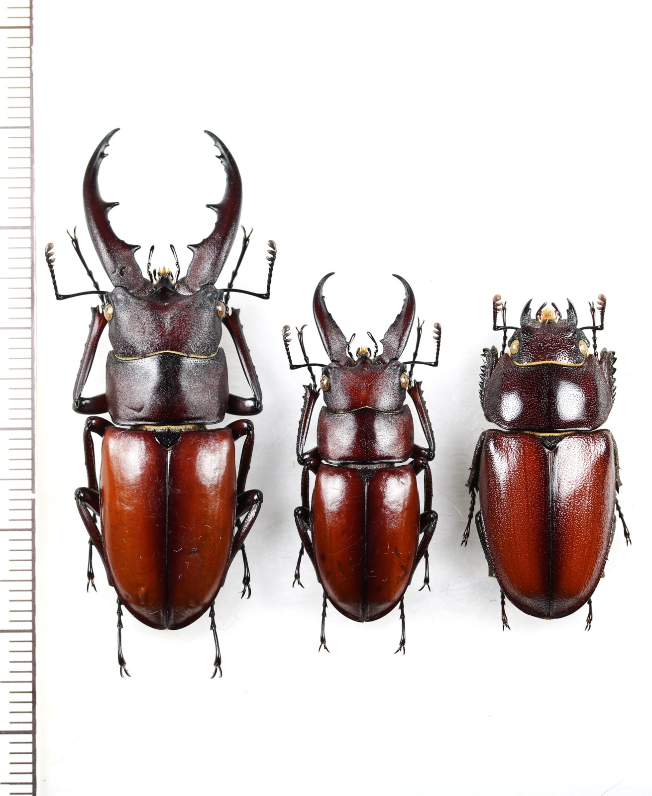 オキノエラブノコギリクワガタ 2♂♂1♀ 沖永良部島 - Insect Islands