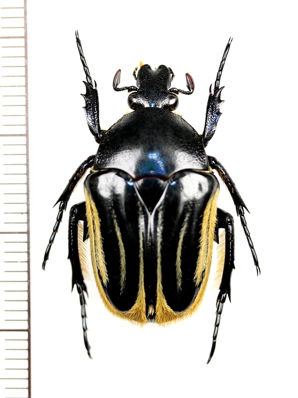 ハナムグリの一種 Trichaulax macleayi ♀ オーストラリア - Insect
