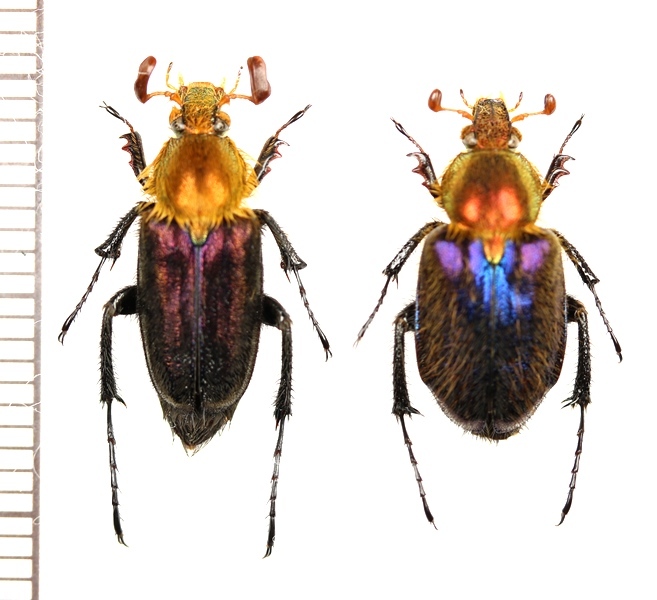 ヒゲブトハナムグリの一種 Amphicoma regalis ペア ベトナム北東部