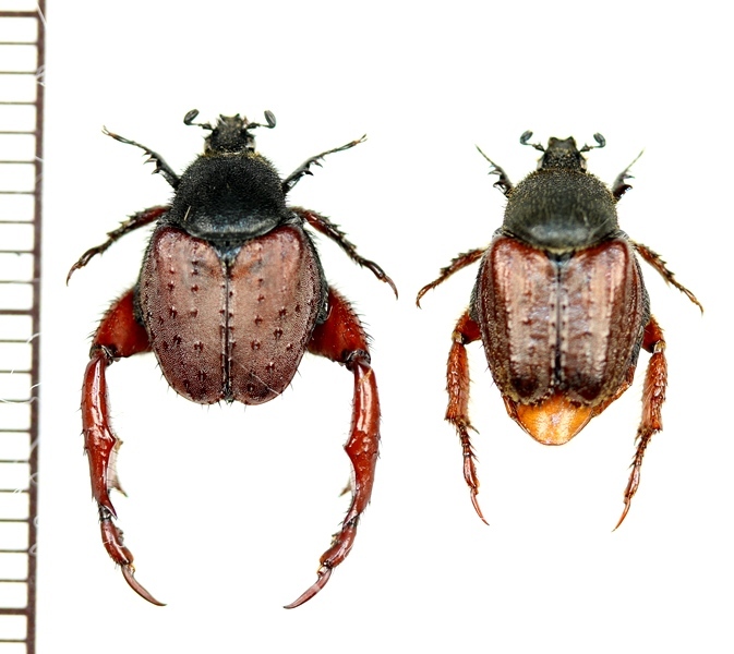 アシナガコガネの一種 Pachycnema sp. ペア 南アフリカ - Insect