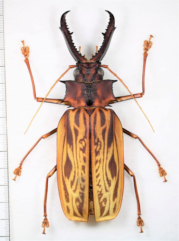 オオキバウスバカミキリ Macrodontia cervicornis ♂123mm ペルー