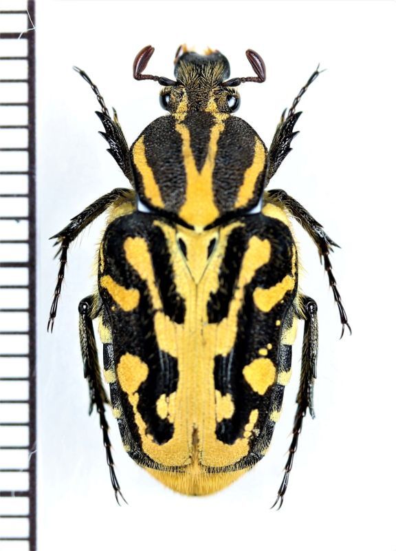 エグリハナムグリの一種 Taeniodera sp. ♀ ベトナム南部 - Insect