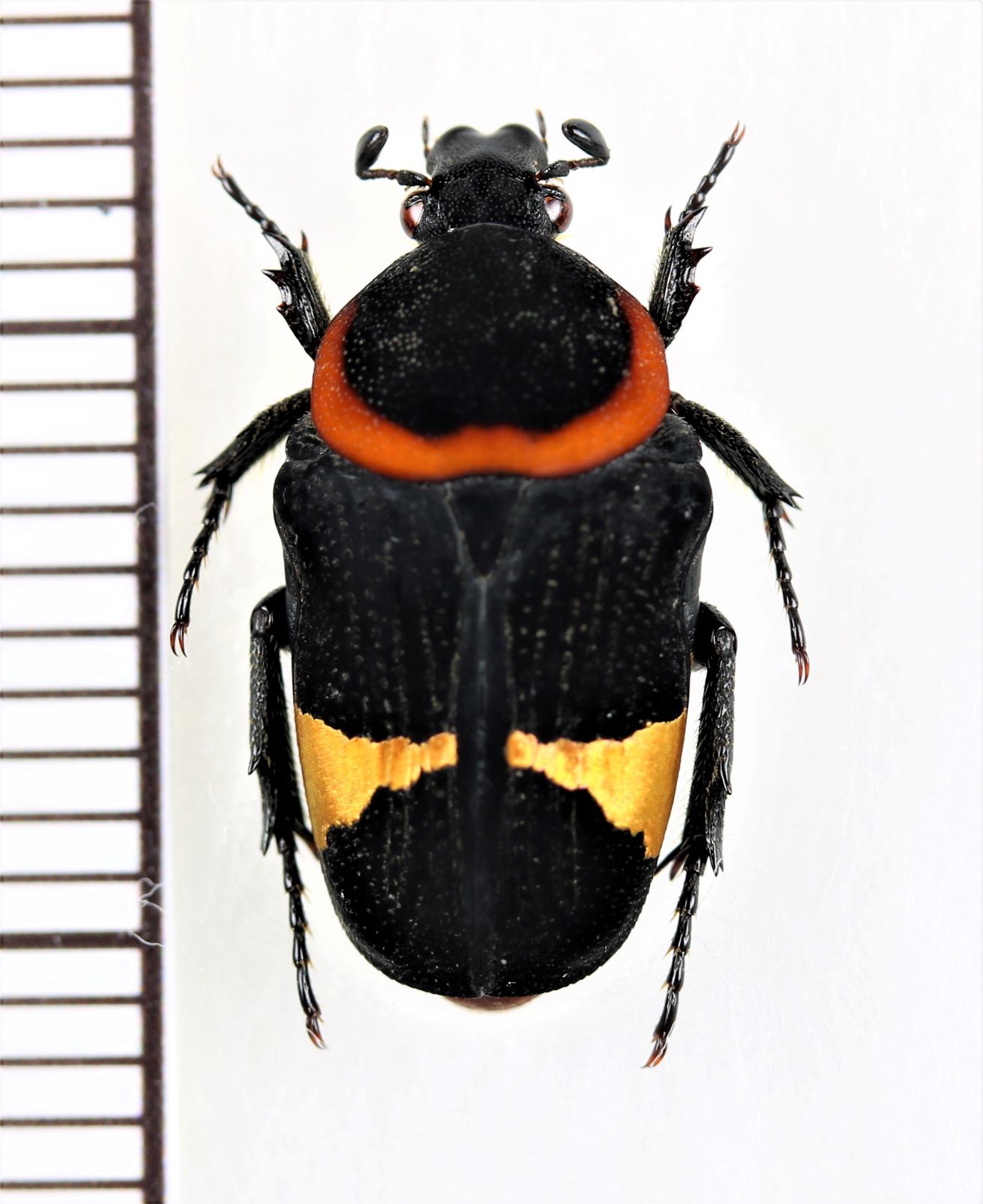 クビワクロハナムグリ Glycyphana horsfieldi ♀ ベトナム北東部