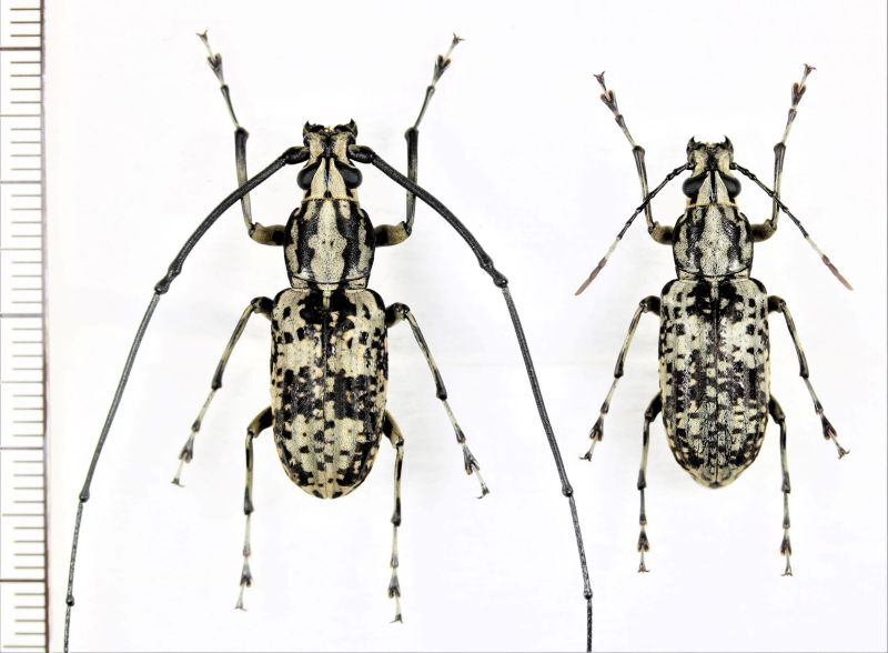 キマダラオオヒゲナガゾウムシ 特大ペア 奄美大島 - Insect Islands