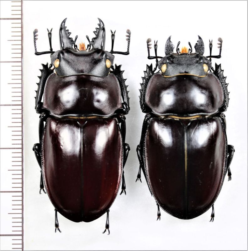 ヤエヤママルバネクワガタ ペア♂46.8mm♀42.1mm 西表島 - Insect